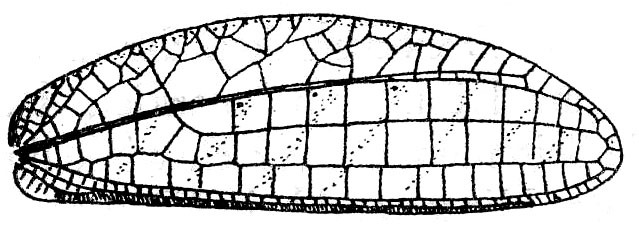 Acauloplacella (Papuaprium) immunis (Brunner von Wattenwyl, 1895): Fig. 125 (as A. regularis). female right tegmen (46-52 mm). (Otu).