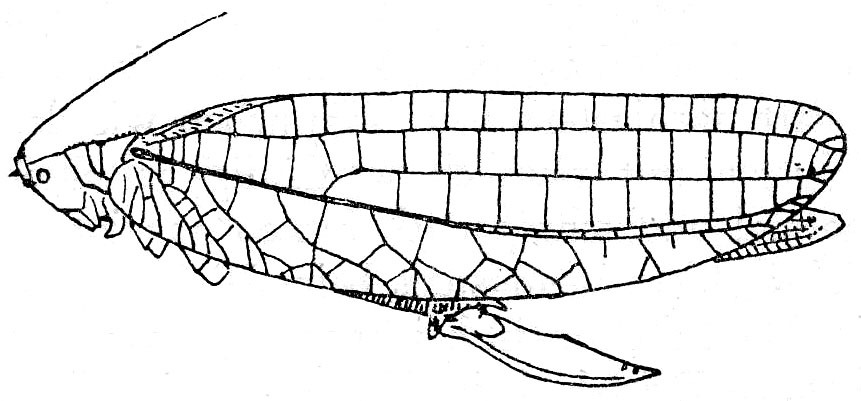 Acauloplacella (Papuaprium) serraticollis (Bolívar, 1890): Fig. 126. female (tegmen length 55-59 mm). (Otu).