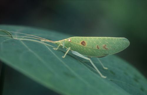 Acauloplax exigua Karsch, 1891: male, lateral view (Kilimanjaro, Kidia 1400 m). (Otu).