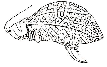 Brochopeplus exaltatus (Walker, 1869): Fig. 77. female habitus. (Otu).