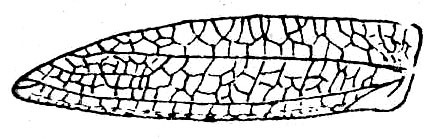 Brunneriana ceylonica (Brunner von Wattenwyl, 1895): Fig. 71. male left tegmen (34 mm). (Otu).