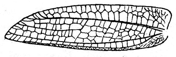 Brunneriana opaca (Walker, 1869): Fig. 70. female left tegmen. (Otu).