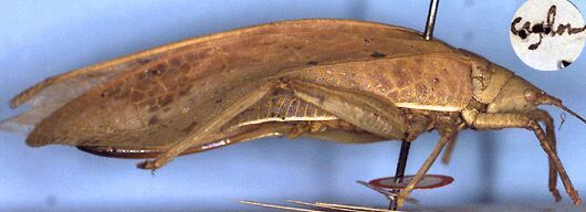 CollectionObject 1516930; 057d6277-87d6-4fbe-84c0-e3a60efa8eac: female, lateral view (holotype). (CollectionObject).