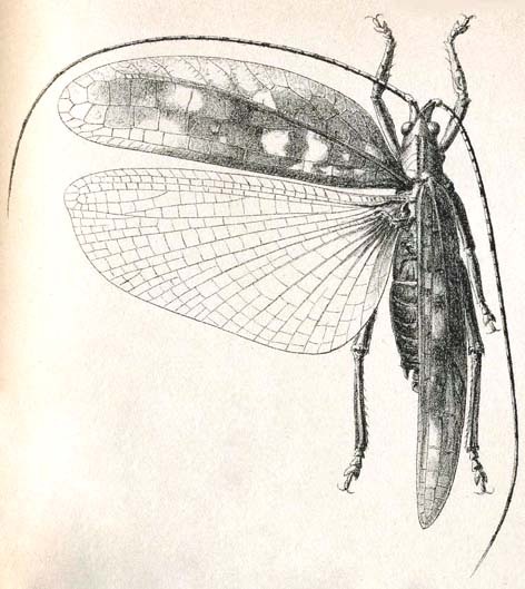 Chondrodera notatipes Karsch, 1890: Pl. III, Fig. 8. male, dorsal view. (Otu).