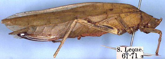 CollectionObject 1516933; 3f4d6c1e-3a58-45df-b3a4-3501d90af9be: female (holotype). (CollectionObject).