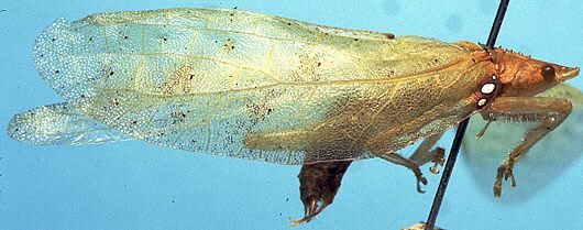 CollectionObject 1522284; 54bcdef3-974c-44eb-a5d5-89825d893f35: male, lateral view (holotype of Chondroderella sexguttata). (CollectionObject).