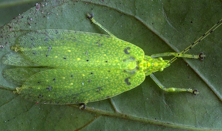 Stenampyx annulicornis Karsch, 1891: male (Guinea, nr. Banko). (Otu).