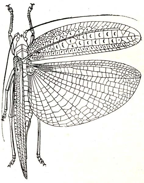 Stizoscepa basinotata Karsch, 1896: Fig. 43. female, dorsal view (from Karsch 1896, tegmina 32.5 mm). (Otu).
