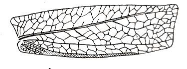 Temnophylloides astridula Henry, 1939: Fig. 51. male right tegmen (43-48 mm). (Otu).
