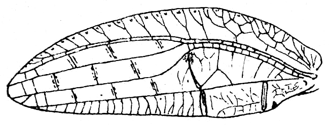 Despoina superba Brunner von Wattenwyl, 1895: Fig. 101. left tegmen of male (51-53 mm). (Otu).