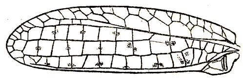 Gonyatopus gemmiculus Hebard, 1922: Pl. XVII, Fig. 5 (after type). male left tegmen, dorsal view (length 27 mm, greatest width 7.8 mm). (Otu).