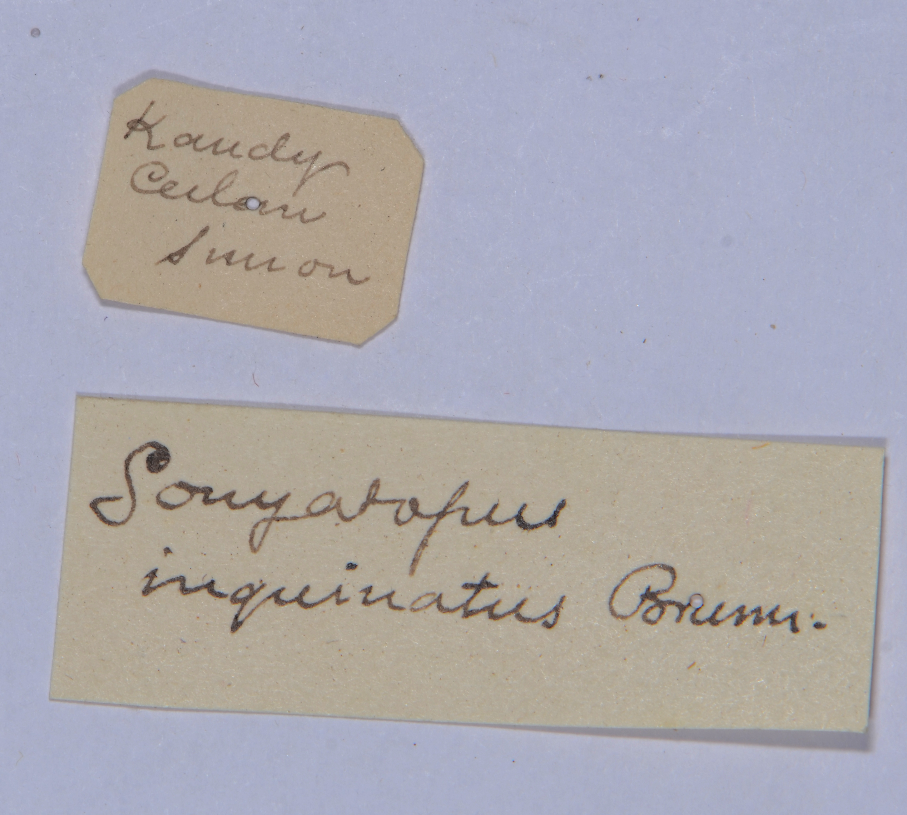 CollectionObject 1535104; ee81d59d-d4b0-4051-ba41-1d35c94dda6c: labels (holotype). (CollectionObject).