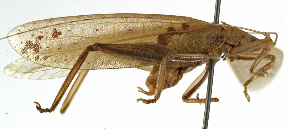 CollectionObject 1529716; ec6daabd-12fb-4f12-817e-6cf4f4627a69: male, lateral view (holotype). (CollectionObject).