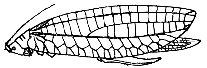 Gonyatopus lamellipes Beier, 1954: Fig. 96. female habitus (tegmen length 44 mm, ovispositor 15 mm). (Otu).