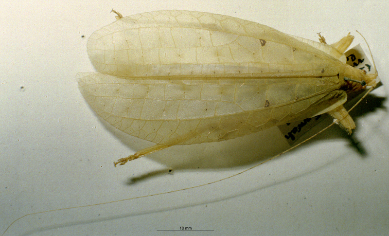 CollectionObject 1503447; MBBJ 3226017, 74ebbd76-16fa-4a14-b901-251a2266827b: female, dorsal view. (CollectionObject).