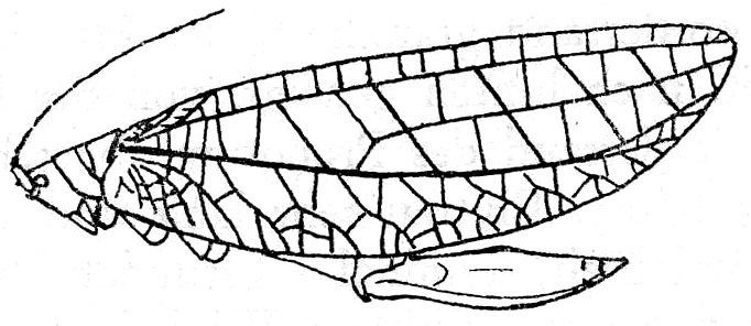 Heteraprium inversum (Brunner von Wattenwyl, 1895): Fig. 127. female (tegmen 55-60 mm, ovipositor 21-22.5 mm). (Otu).