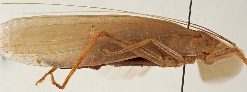 CollectionObject 1534569; 73957722-d5ba-4335-887b-bcb091f5668d: female, lateral view (holotype). (CollectionObject).