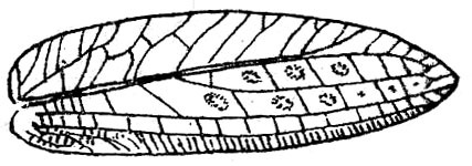 Mioacris brevifolia (Haan, 1843): Fig. 38. female right tegmen (27-31 mm). (Otu).