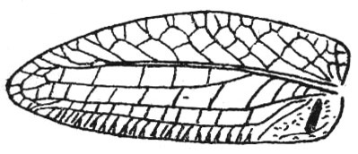 Mioacris javana Pictet & Saussure, 1892: Fig. 37. male left tegmen (21-27 mm). (Otu).