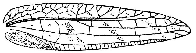 Mioacris longicauda (Burmeister, 1838): Fig. 41. female right tegmen (51-53 mm). (Otu).