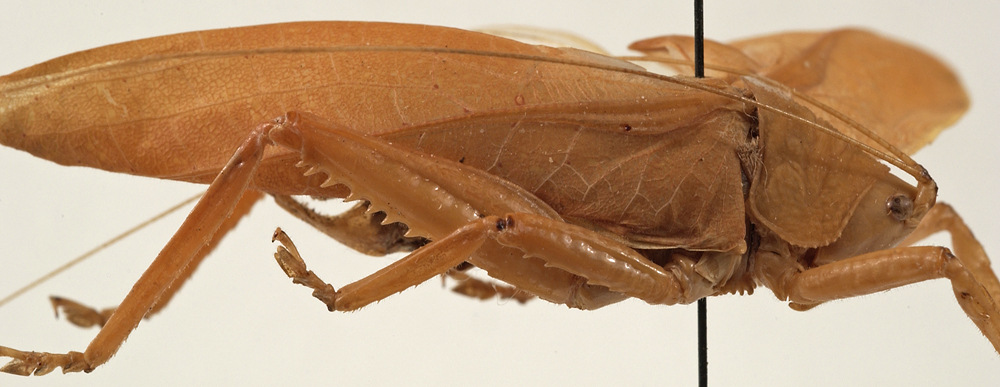 CollectionObject 1534570; 90ad0d4c-a180-431b-a537-83e9b642daa1: male, lateral view (holotype). (CollectionObject).