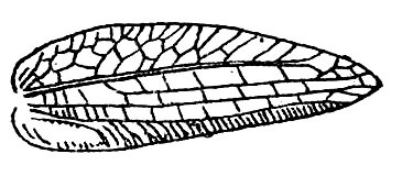 Mioacris acutipennis (Pictet & Saussure, 1892): Fig. 39. male right tegmen. (Otu).