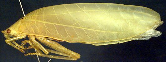 CollectionObject 1521556; b69ad89b-2a61-40f7-9c0f-2dc2f0e27c6f: female, lateral view (holotype). (CollectionObject).