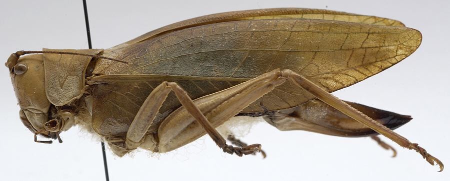 CollectionObject 1503499; 06cd5ea0-9378-487f-bc1c-2a0d60dfec86: female, lateral view (holotype). (CollectionObject).