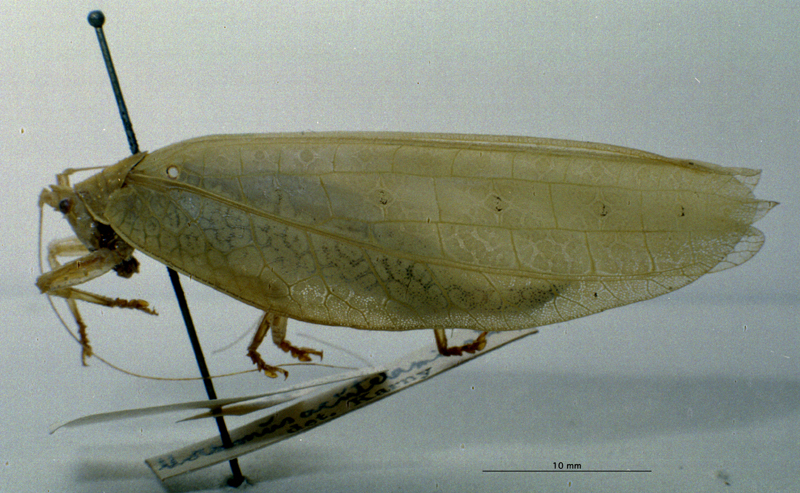 CollectionObject 1503454; MBBJ 3226011, f746c804-5c28-4a8f-99d9-da07279bf548: female, lateral view. (CollectionObject).