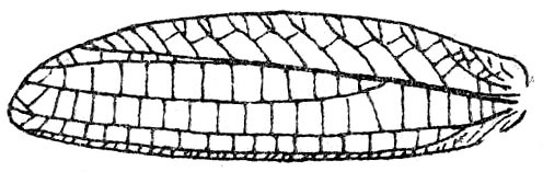 Paramorsimus confinis (Brunner von Wattenwyl, 1895): Fig. 118. female left tegmen (40 mm). (Otu).