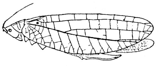 Paramorsimus maculifolius (Pictet & Saussure, 1892): Fig. 121. female (same image as P. oleifolius in Beier 1954 Fig. 117). (Otu).