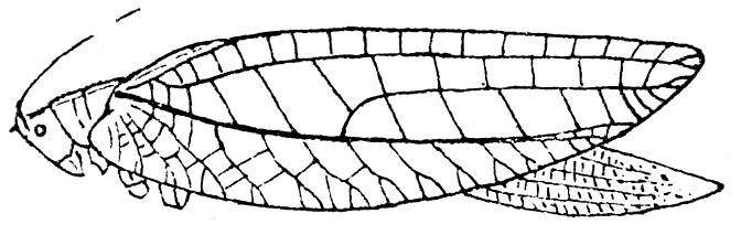 Paramorsimus obliquevenosus (Brunner von Wattenwyl, 1895): Fig. 120. female (tegmina 40-45 mm). (Otu).