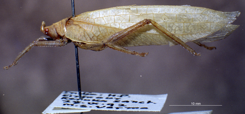 CollectionObject 1503995; 3b8c621e-04c9-45bd-bb97-943858d476fe: male, lateral view. (CollectionObject).