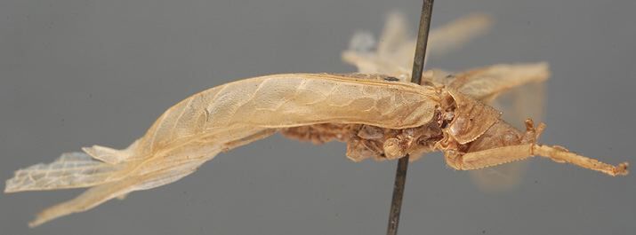 CollectionObject 1505771; e1de6e22-934b-4471-a0b8-e5bd0052b413: male, lateral view (syntype of Aprion oculatum). (CollectionObject).