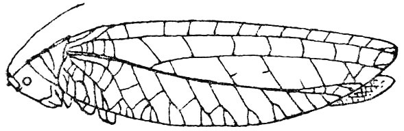 Paramorsimus fruhstorferi Beier, 1954: Fig. 119. female (tegmen length 42 mm). (Otu).
