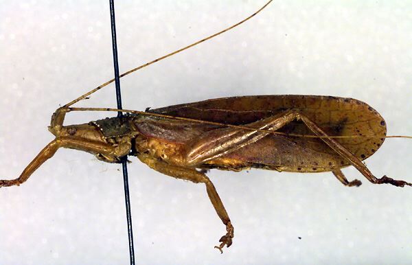 Paraphyllomimus apterus Beier, 1954: female (allotype). (Otu).