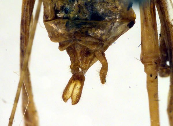 CollectionObject 1500408; e66d8cdb-0d95-4d6d-81af-a3a7812fdeb1, DORSA BTparburHTM: cerci (holotype). (CollectionObject).