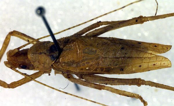 CollectionObject 1500409; efadcb11-d57a-4412-9dfd-f65cca723251: dorsal (holotype). (CollectionObject).