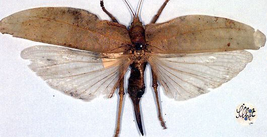 CollectionObject 1517038; 69ee1a88-b947-454e-8f2a-3567eac5f0df: female (holotype). (CollectionObject).