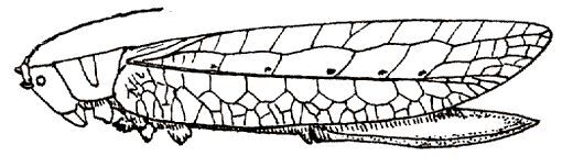 Phyllomimus (Phyllomimulus) unicolor (Brunner von Wattenwyl, 1895): Fig. 52. female. (Otu).