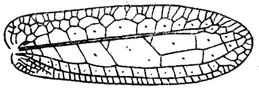 Phyllomimus (Phyllomimus) ampullaceus (Haan, 1843): Fig. 66 (after De Jong). female right tegmen (length 38-40 mm). (Otu).