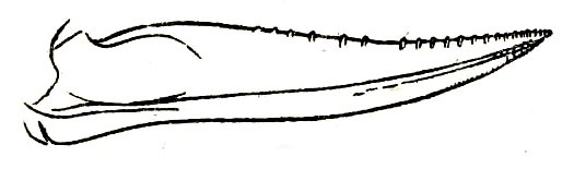 Phyllomimus (Phyllomimus) bakeri Karny, 1921: Pl. XVII, Fig. 2 ( (Philippine Islands). ovipositor (19.4-19.8 mm). (Otu).