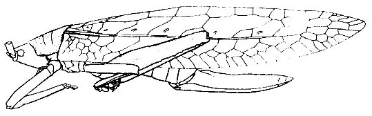 Phyllomimus (Phyllomimus) coalitus Xia & Liu, 1991: Fig. 1. female habitus. (Otu).