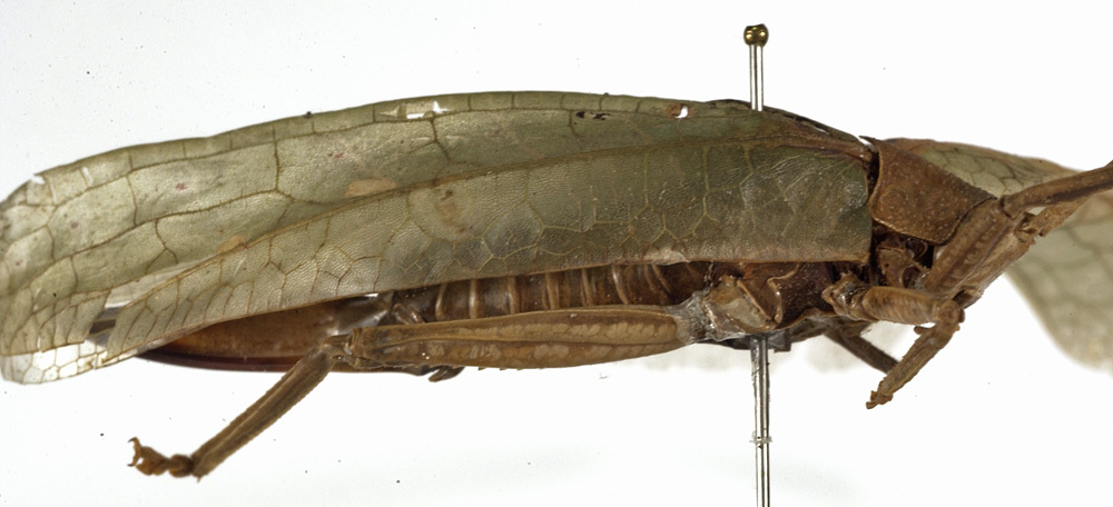 Phyllomimus (Phyllomimus) detersus (Walker, 1869): female, lateral view (holotype of Phyllomimus granulosus). (Otu).
