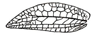 Phyllomimus (Phyllomimus) sinicus Beier, 1954: Fig. 56. female left tegmen. (Otu).