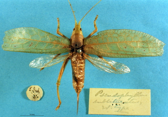 CollectionObject 1517043; 907a235c-11ec-4144-9d8a-f53c96f55a51: female, dorsal view (holotype). (CollectionObject).