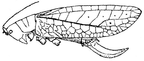 Phyllomimus (Phyllomimus) tonkinae Hebard, 1922: Fig. 57. female habitus (tegmen 34 mm). (Otu).