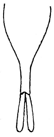 Phyllozelus (Phyllozelus) caeruleus Beier, 1954: Fig. 69. male subgenital plate. (Otu).