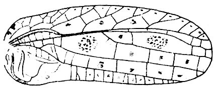 Pirmeda rosetta Henry, 1940: Fig. 83 (after Henry). male right tegmen (length 17.3 mm). (Otu).