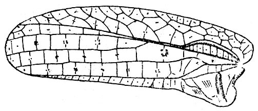 Pirmeda tenmalaia Henry, 1940: Fig. 82 (after Henry). male left tegmen (18.5-20 mm). (Otu).